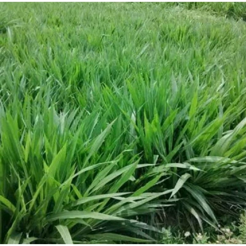 Bibit Rumput Pakchong pakan Sapi,Kambing