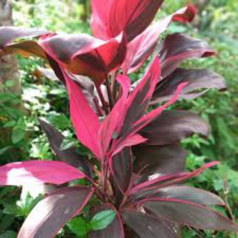 

DAUN ANDONG MERAH 1KG