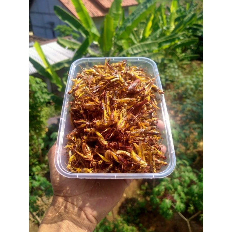 

belalang goreng belalang padi kriuk enak pedas gurih