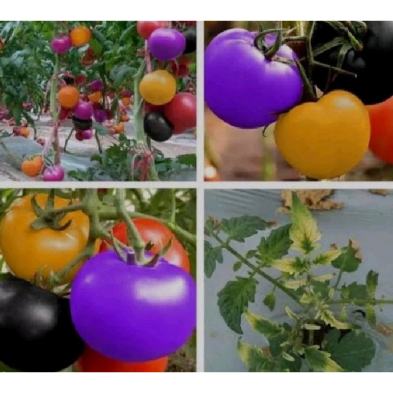 ±2 Benih Bibit Tomat Pelangi LM