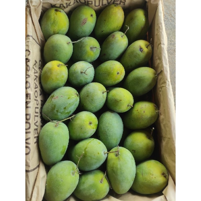 

Harumanis Super Besar 1Kg