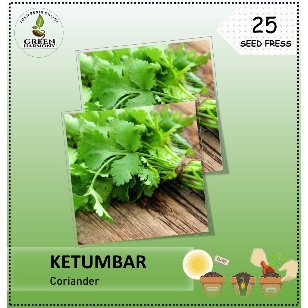 25 Bibit Daun Ketumbar Favor Tanaman Herb Coriander