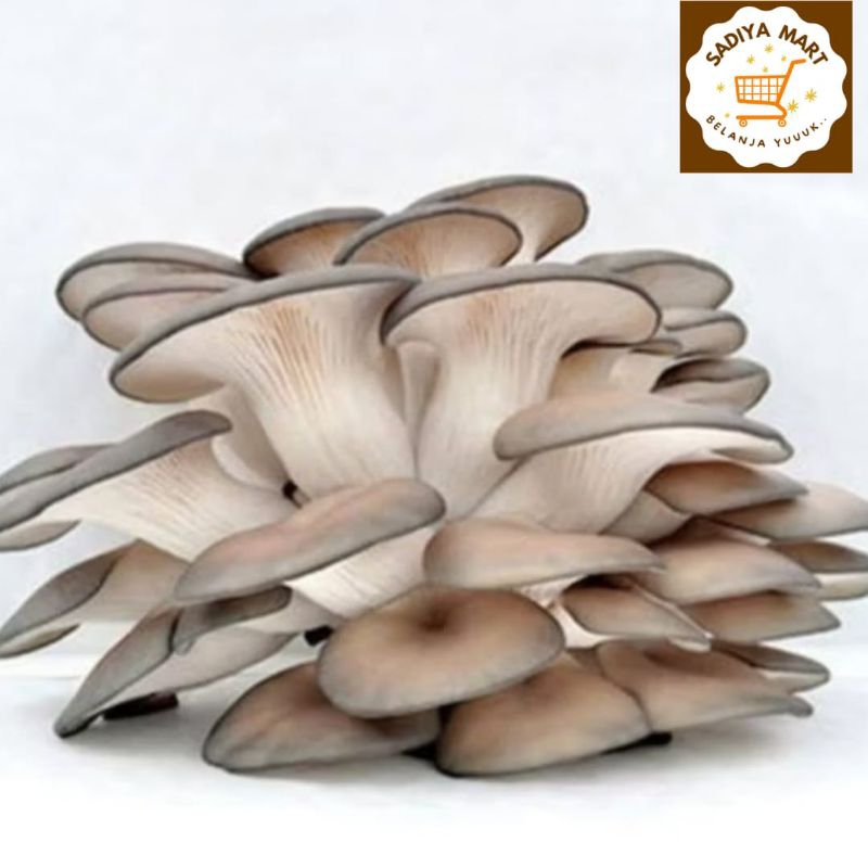 

Jamur Tiram coklat 250 gram