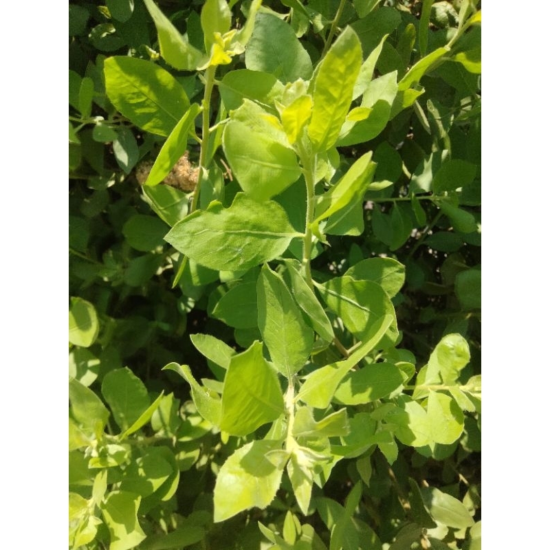 

Daun-Beluntas-Segar