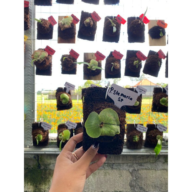 platycerium anakan stemaria sp murah