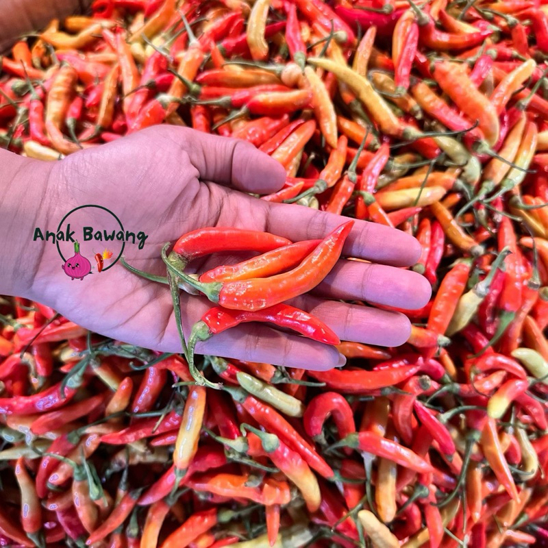 

Anakbawang Cabe Rawit Lokal 500 Gram