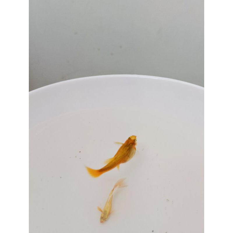 Ikan hias Guppy full gold sepasang
