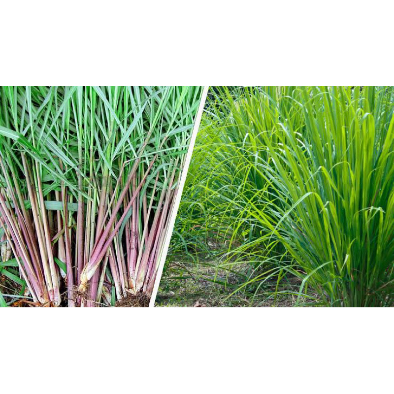 

Sereh Wangi 250 gram