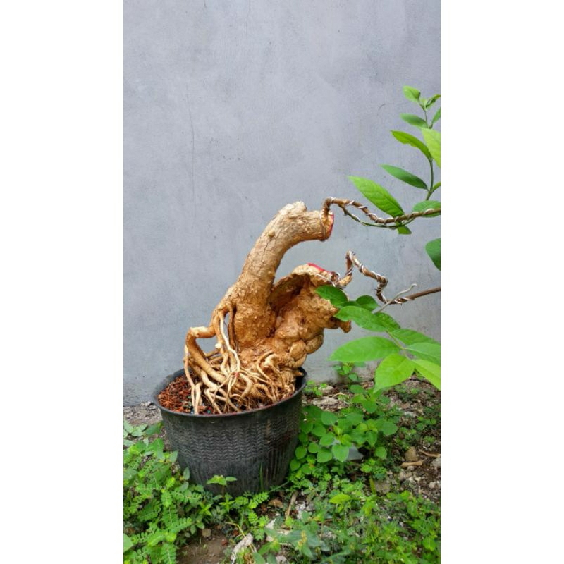 Bahan Bonsai mentaos medium