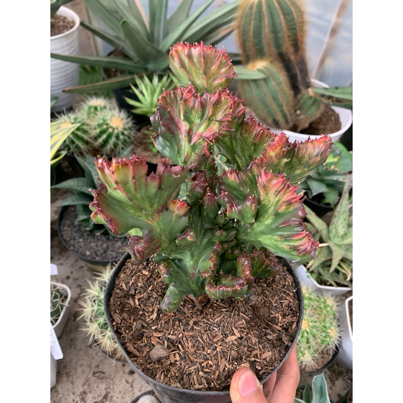Euphorbia Lactea Merah Ukuran Pot 17cm