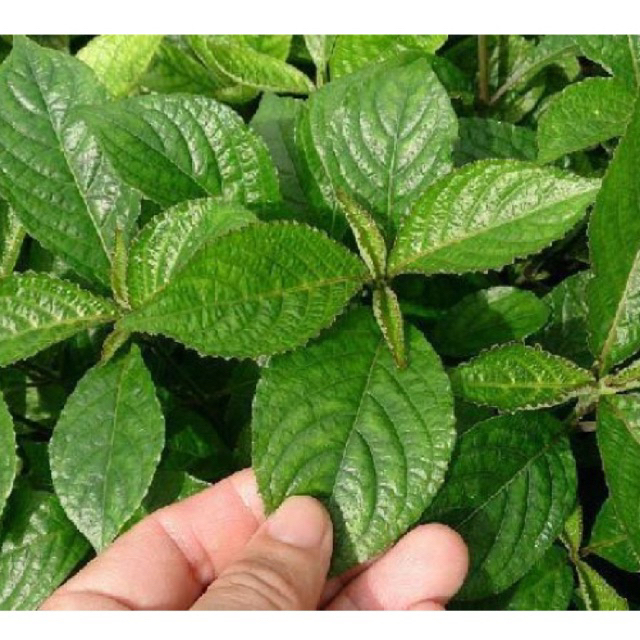 

Daun Pecah Beling 500 gram