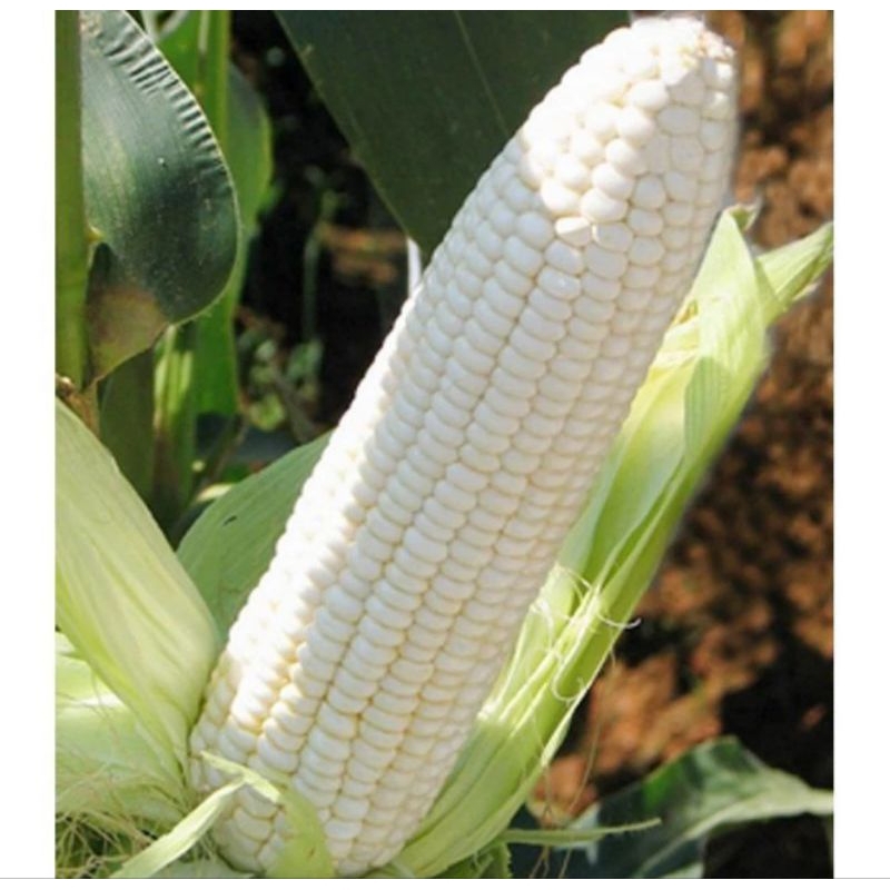 

1 KG jagung putih manis ketan super mudah tumbuh
