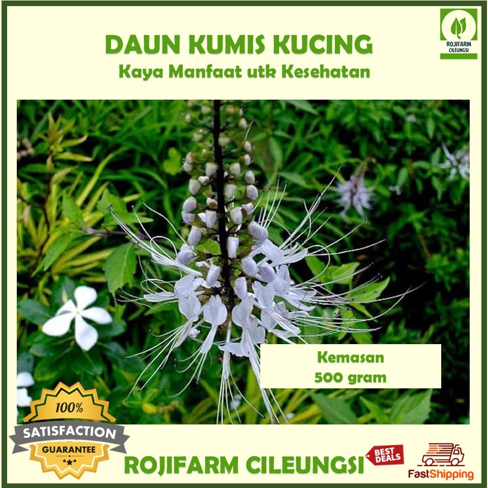 

Daun Kumis Kucing Segar 500gr