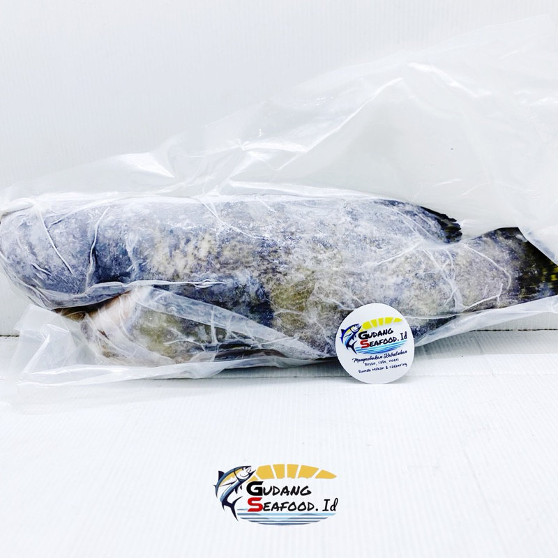 

Ikan Kerapu Cantang Per kg Ukuran 1/1,5 Kg