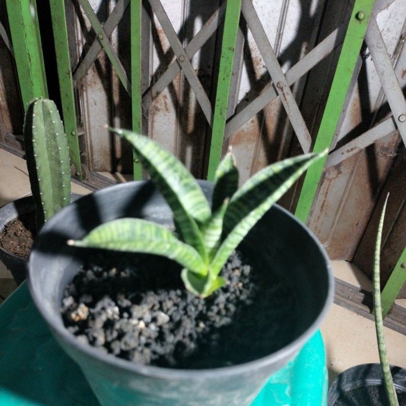 Sansevieria Hibryd Marsha Anjani