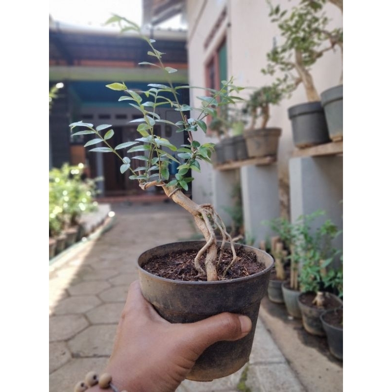 Bahan bonsai anting putri small meliuk berkarakter