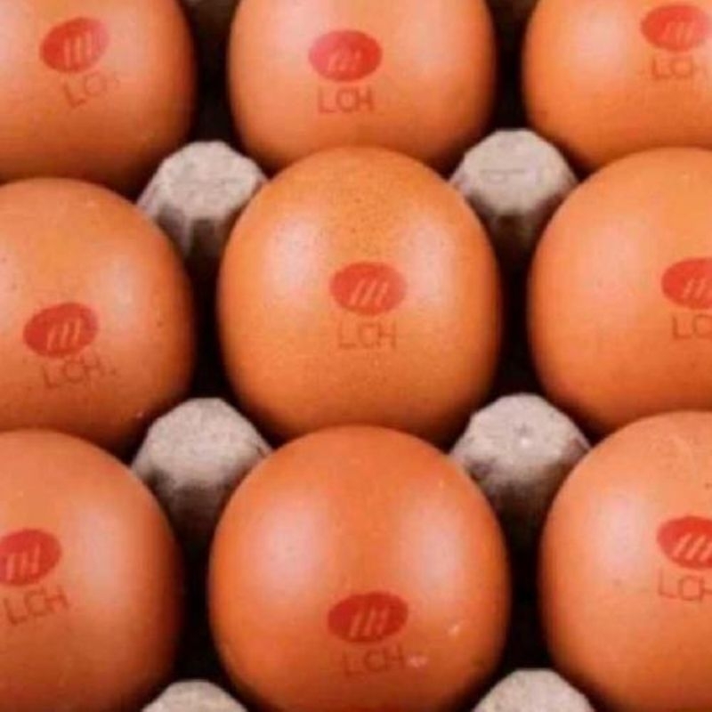 

Telur organik per butir