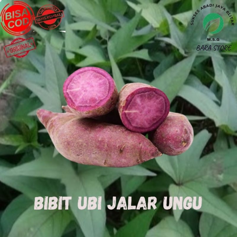 Bibit ubi jalar Warna Campur Harga perbatang