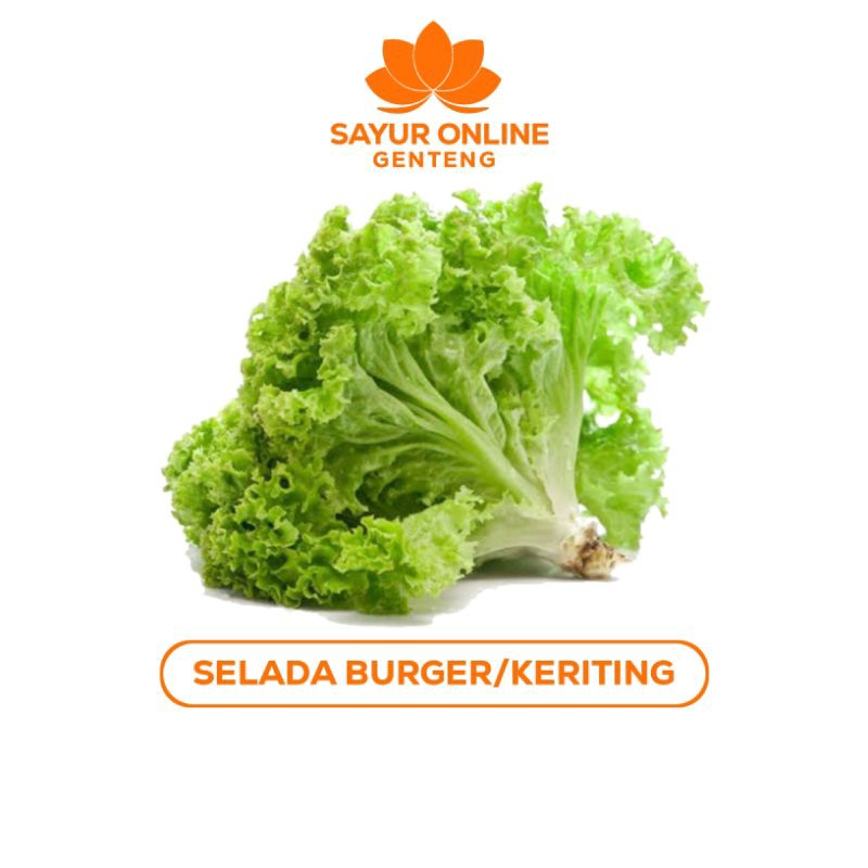 

Sayur Selada Keriting/Selada Burger - Sayur Online Genteng