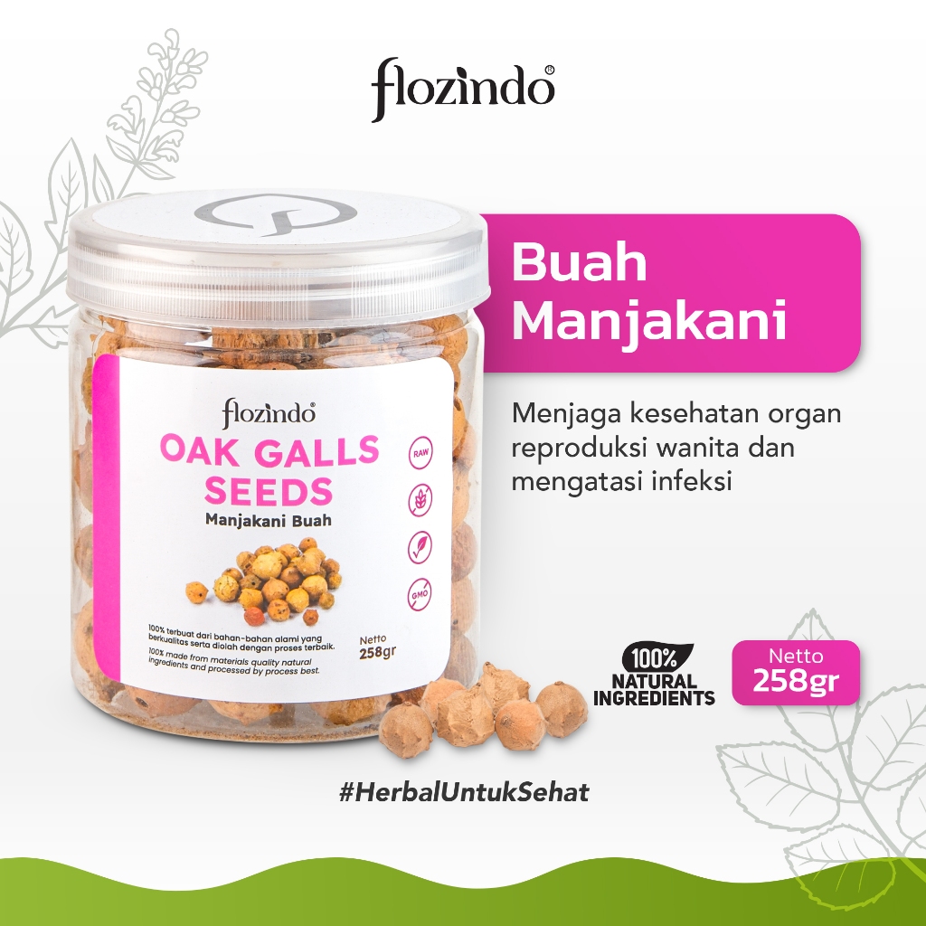 

Flozindo Oak Galls / Buah Manjakani Original