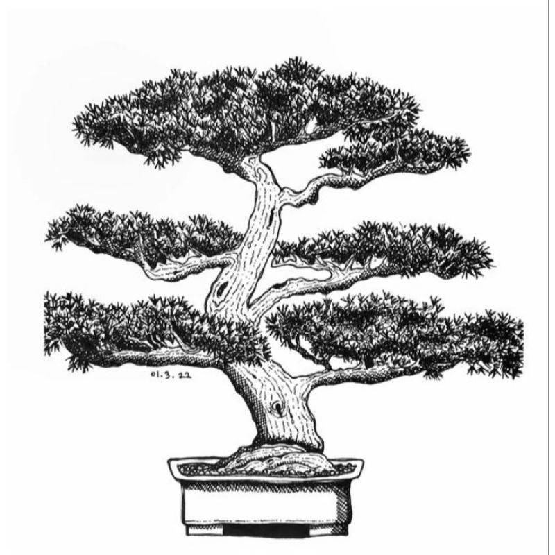 bonsai mirten - bonsai mini