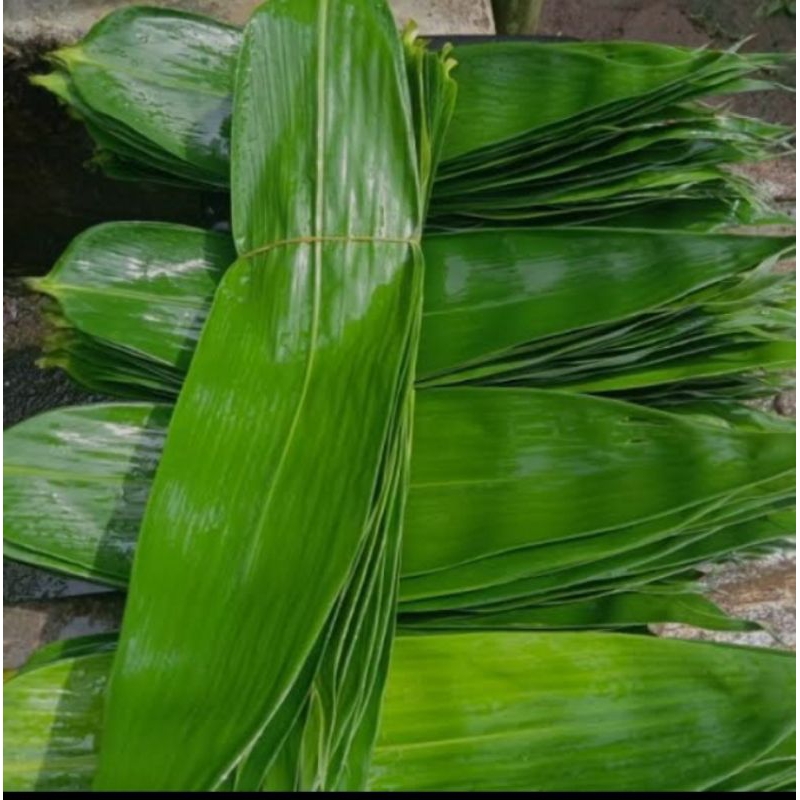 

Daun bambu jumbo masih seger 50 lembar,untuk bungkus bacang