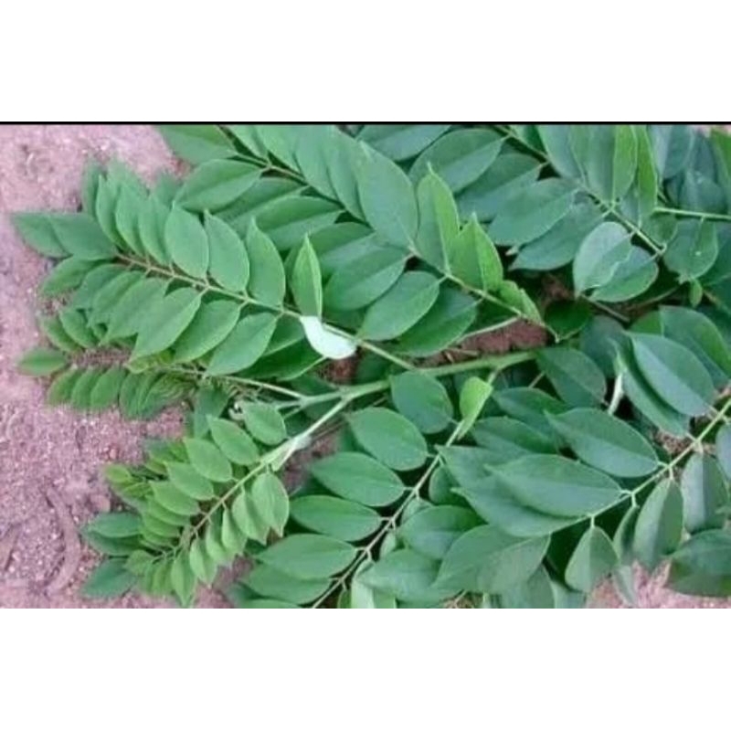 

1 kg daun gamal segar