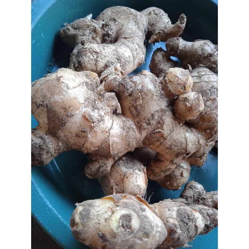 

Jahe segar (tanpa cuci)