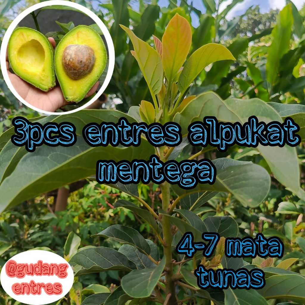 Bundling 3pcs Entres Alpukat Mentega Super Asli Pohon Berbuah
