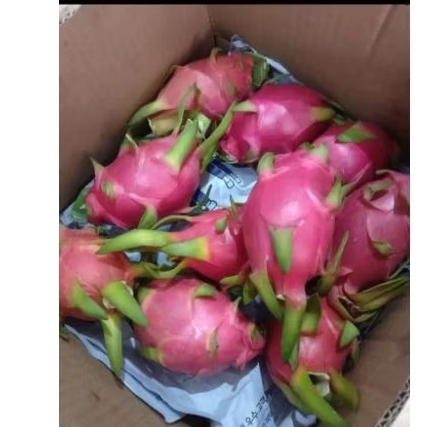 

BUAH NAGA PUTIH ORGANIK