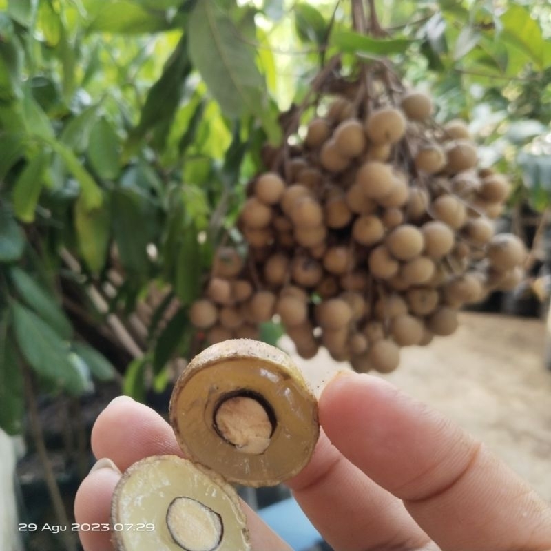 pohon kelengkeng kateki