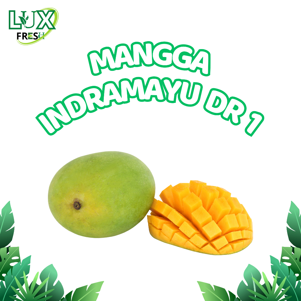 

BUAH MANGGA INDRAMAYU DR 1 500 GRAM DAN 1 KG SEGAR DAN BERKUALITAS