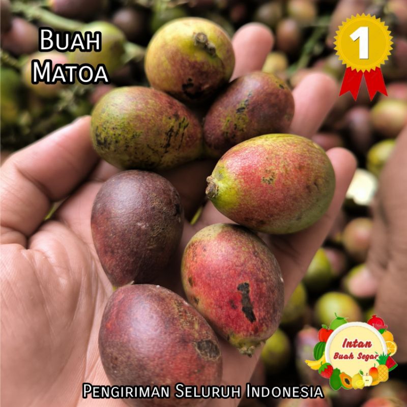 

Buah Matoa 1Kg Fresh Manis / Buah Matoa Papua 3Rasa / Buah Matoa / Racun Shopee / Buah Matoa Segar