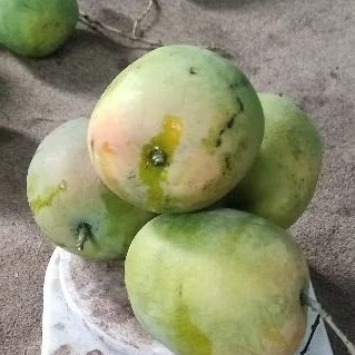 

mangga TO termanis murah per 1kg dkirim mentah