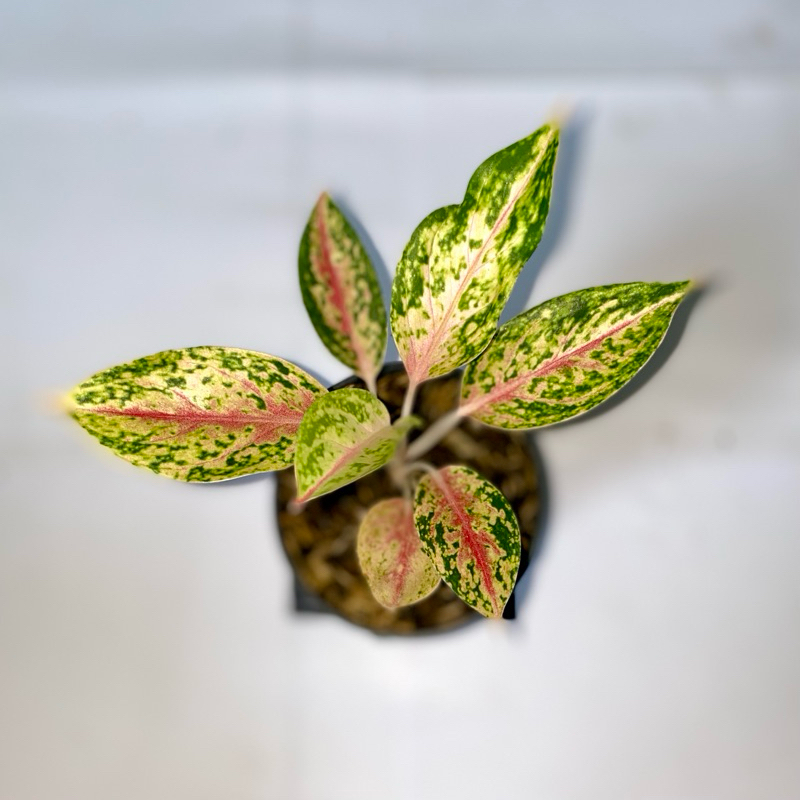 Aglaonema Serena