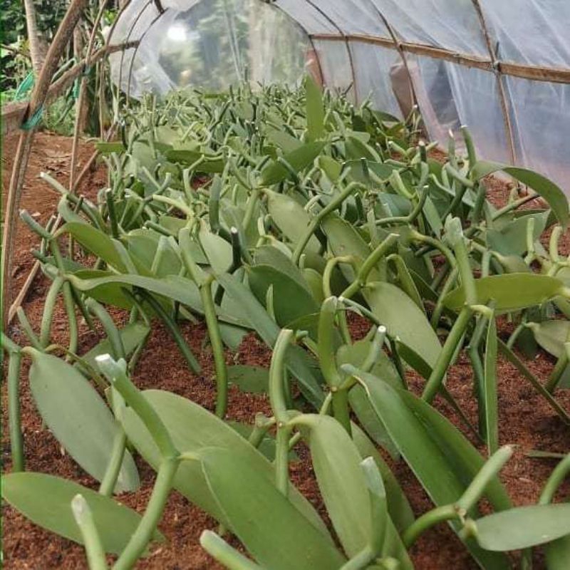 benih stek panili / bibit stek vanili terbaikn/ bisa cod bibit vanila