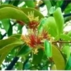 

BENALU POHON KEDONDONG 500 GRAM