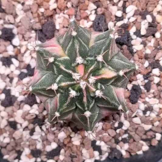 Kaktus hybrid gymno/miha/lg varigata 11