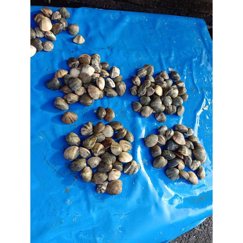

Tude Kerang order sebelum jam 6 Pagi
