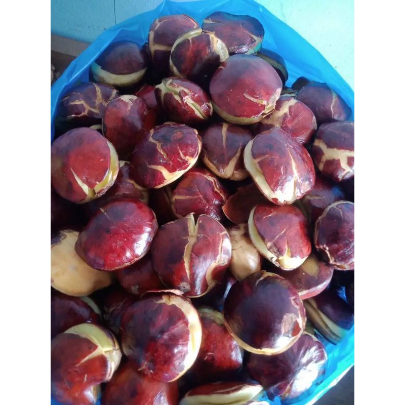 

jengkol tua ukuran sedang 1kg
