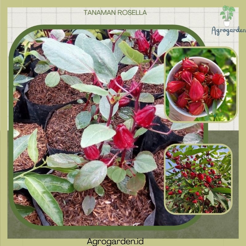 Tanaman Herbal bunga Rosella Bibit bunga rosella - Rosella kondisi Rimbun - Bunga rosella herbal - P