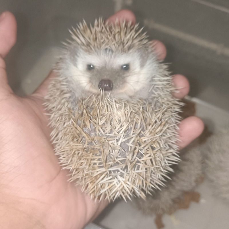 Landak mini Salt and  Pepper