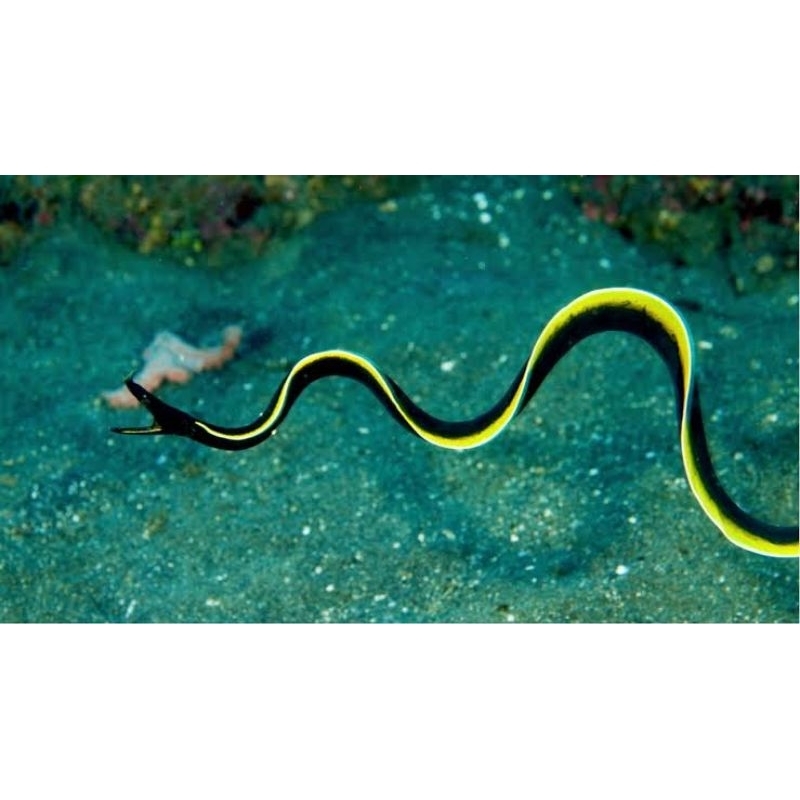 Ikan Hias Air Laut Belut Pita Hitam / Belut Laut Pelangi Hitam