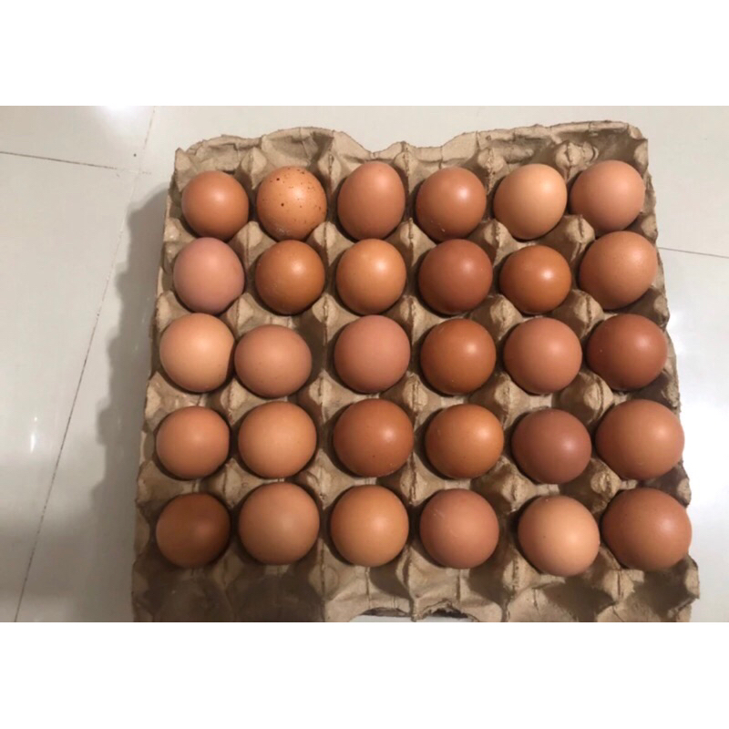 

telur ayam negeri fresh 500g