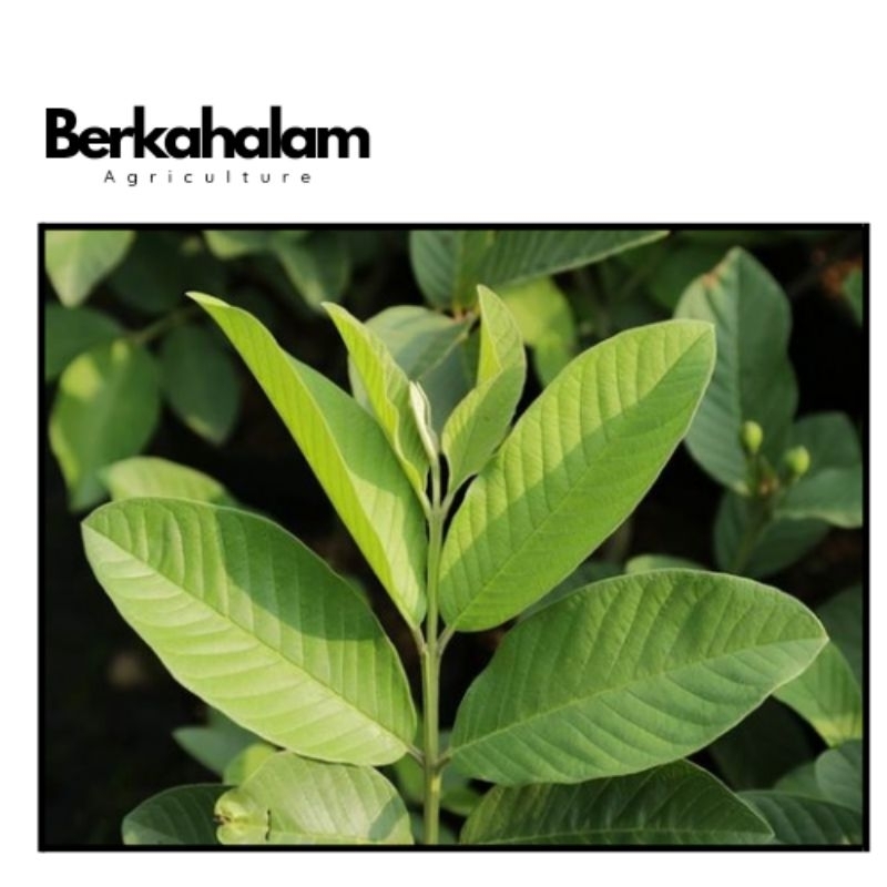 

daun jambu biji 200gram