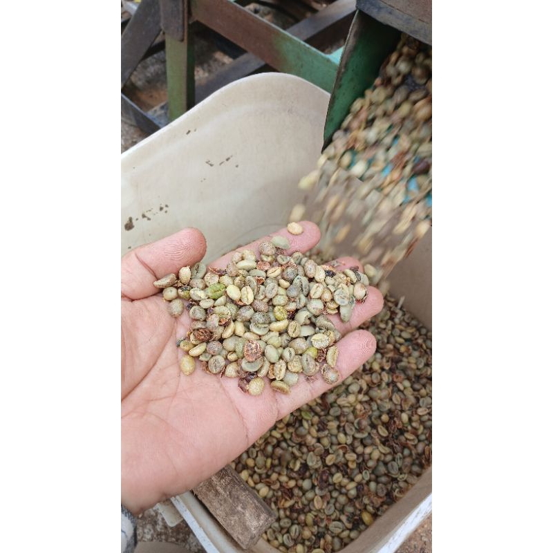 

Live High - Green Bean Robusta Lampung