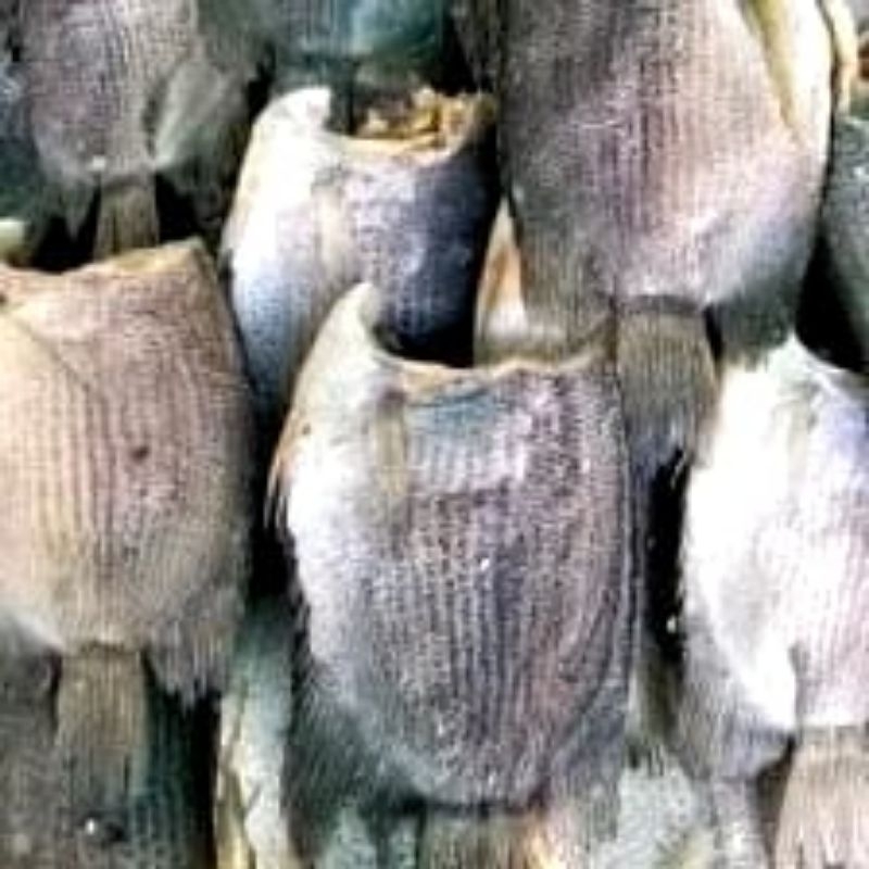 

Ikan Asin Sepat Besar