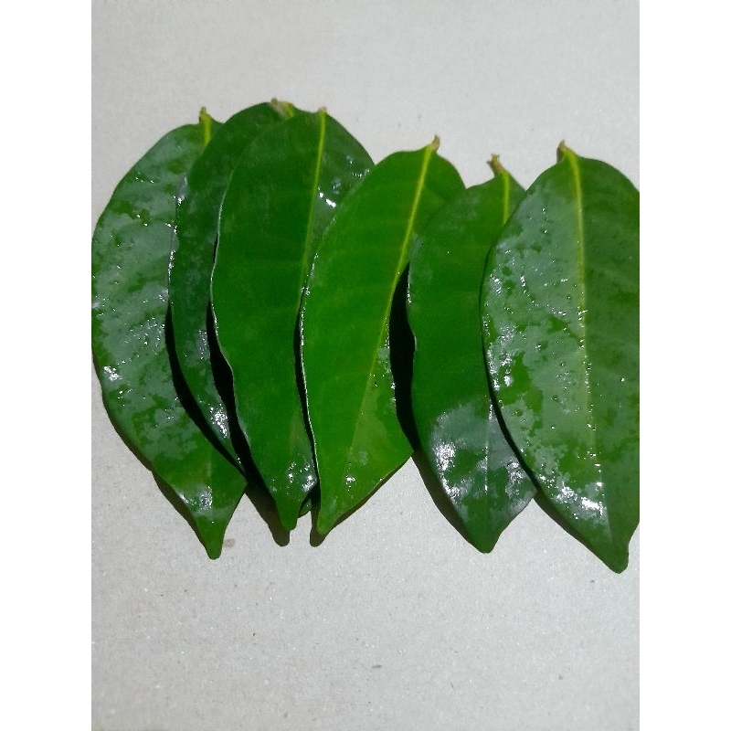 

daun salam segar asli per pack