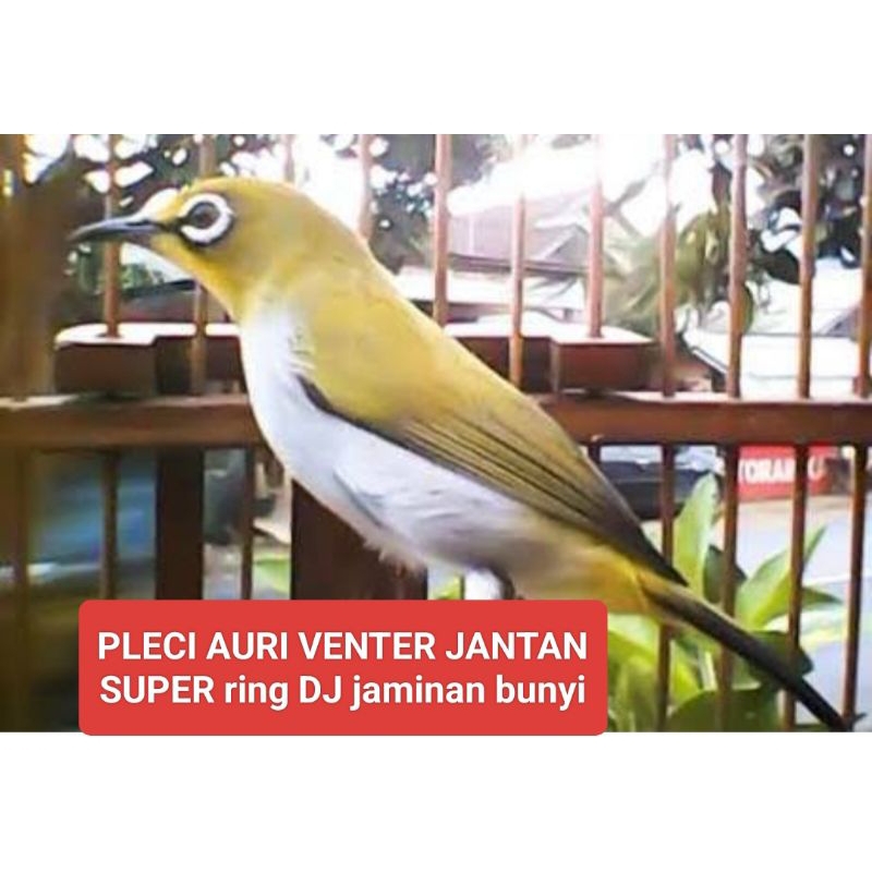 PLECI AURI VENTER JAMINAN JANTAN WIKSAR VOR TOTAL
