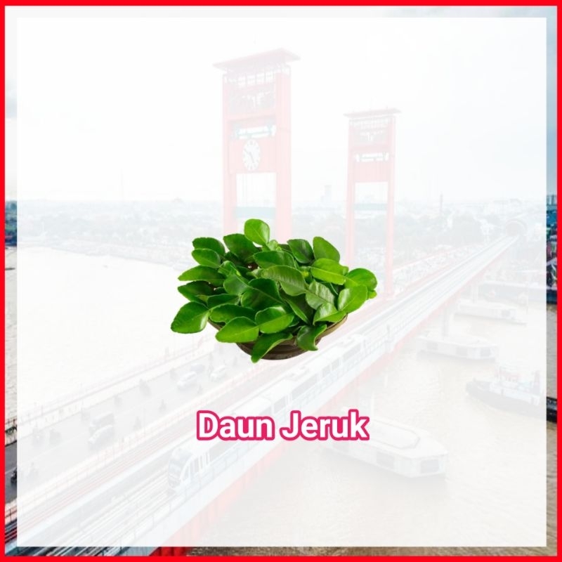 

Daun Jeruk Per Bungkus